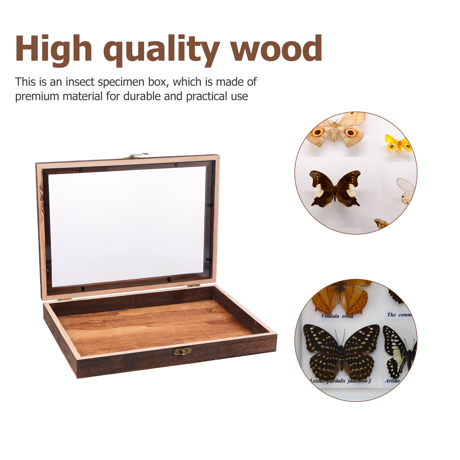 WEUVEB Solid Wood Insect Display Case 1Pc Coffee Color Clamshell Type ...