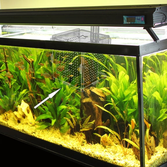 WEUVEB 1Set Acrylic Fish Holding Box with Suction Cups Easy Install Durable Aquarium Breeding Case