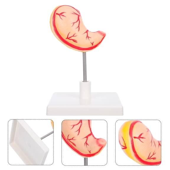 WEUVEB High-Precision Stomach Model for Lab Use, PVC with Realistic Structure and Detailed Design