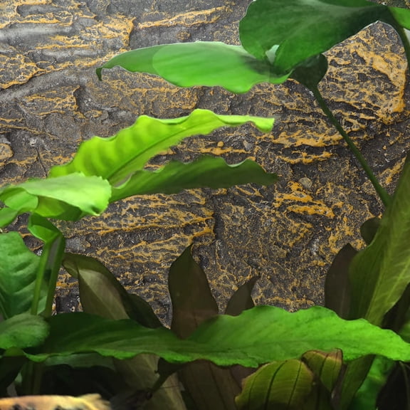 WEUVEB Lizard Background for Tank Reptile Tank Background Dark Brown 1 Set