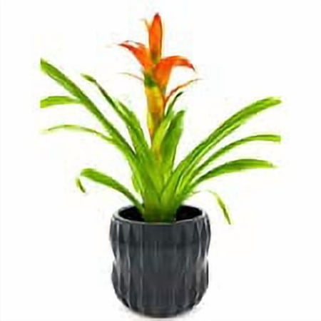 WGV Small Unique Black Ceramic Pot - 4.5" Wide x 4" Height, Good quality, Heavy Weighted Base - 1 Pc