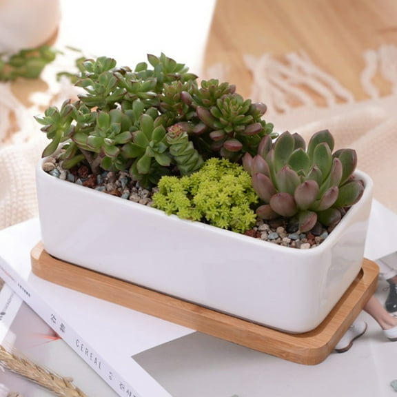 WHAMVOX 2 Pcs Potted Succulent Plant Pots Holder Mini Cactus