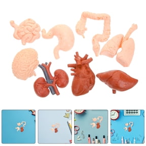 WHAMVOX 2-Pack Human Organ Models, Realistic Anatomy Toys for Kids, Educational Study Tools and Decorations
