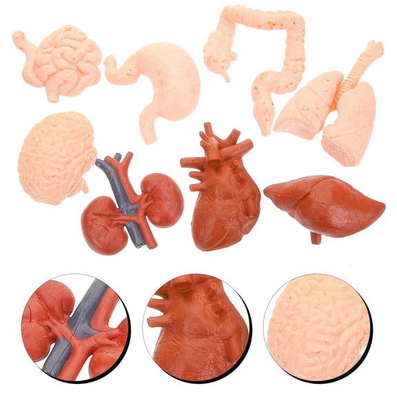 LITINKIMI Multi-Colored Body Part Model Set, 8 Pieces Simulated Organ Models, 2.4x1.6in Educational Anatomy Tools