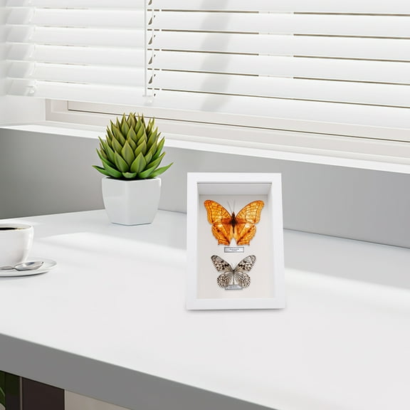 FESTFENDS Specimen Display Board Display Frame White Glass 1Pcs Memory Keepsakes