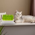 thumbnail image 1 of LITINKIMI Planter for Cat Grass Growing Plastic 1Set 7.43x4.83x1.77in, 1 of 8