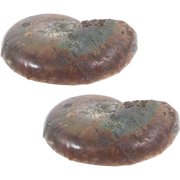 FESTFENDS 2Pcs Coffee Ammonite Specimen with Intricate Spiral Patterns for Teaching
