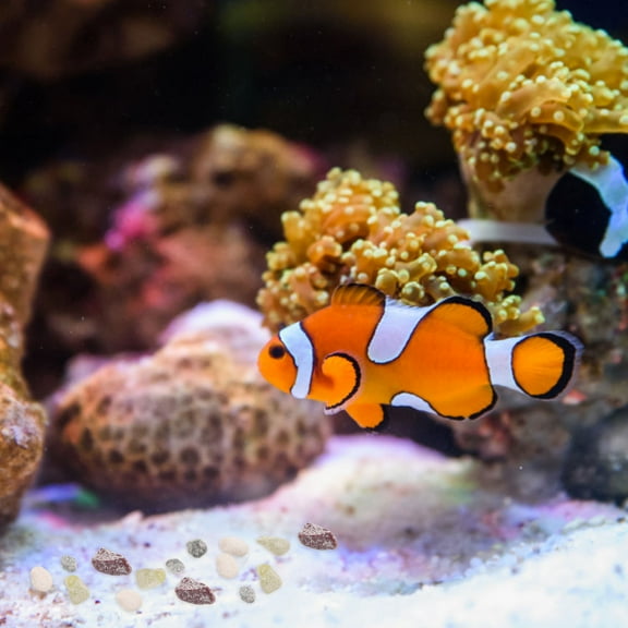 WHAMVOX Decorative Gravel For Aquarium River Rocks For Fish Tank Small Pebbles For Indoor Plants Aquarium Stones Fish Tank Landscaping Supplies