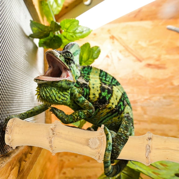 WHAMVOX Reptile Climbing Toy with Suction Cups for Bearded Dragon Tank Decor Wood Branch Lightweight Design