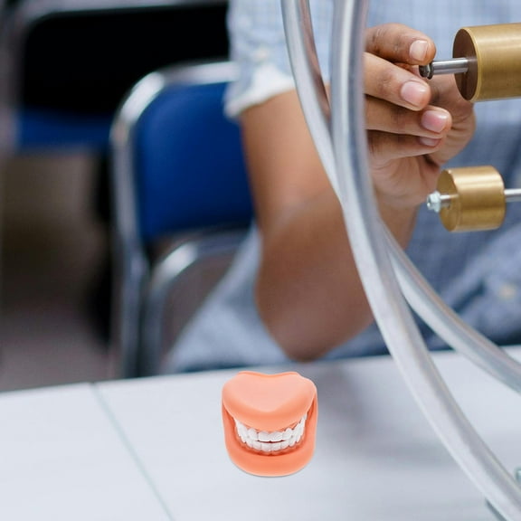 WHAMVOX Teeth Model Teaching Teeth Model Brushing Teaching False Teeth Model Artificial Teeth Model Teeth Mouth Model For Brushing Teaching