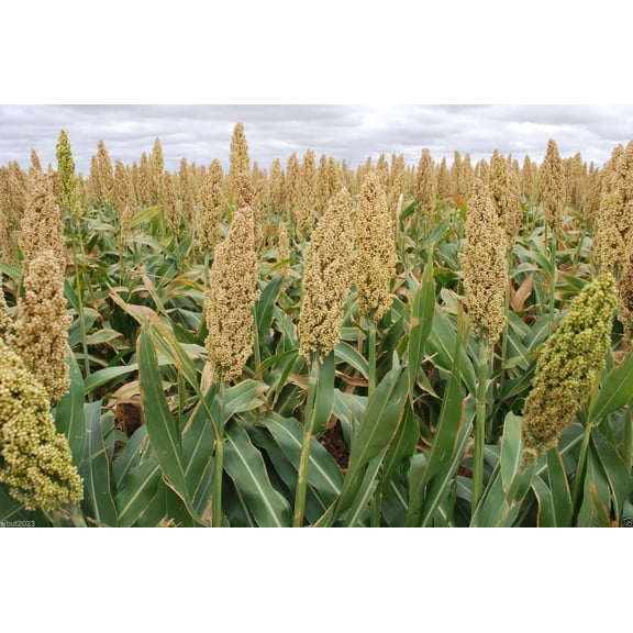 WHITE POPPING SORGHUM SEED,Grain, floral arrangements (dried or fresh flower)(3000 Seeds)