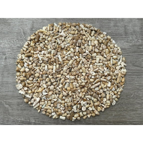 WHOLESALE Natural Semi Tumbled White Bamboo Coral Gemstone Chips, Crushed Mini Crystals, Undrilled (White Bamboo Coral, 3 Pounds)