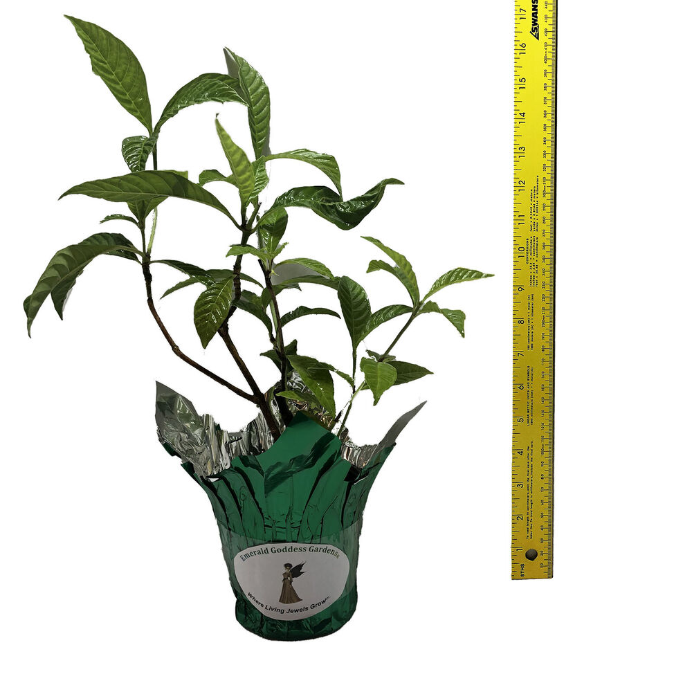 WILD COFFEE Florida Native Shrub Plant Ornamental White Fragrant Bloom