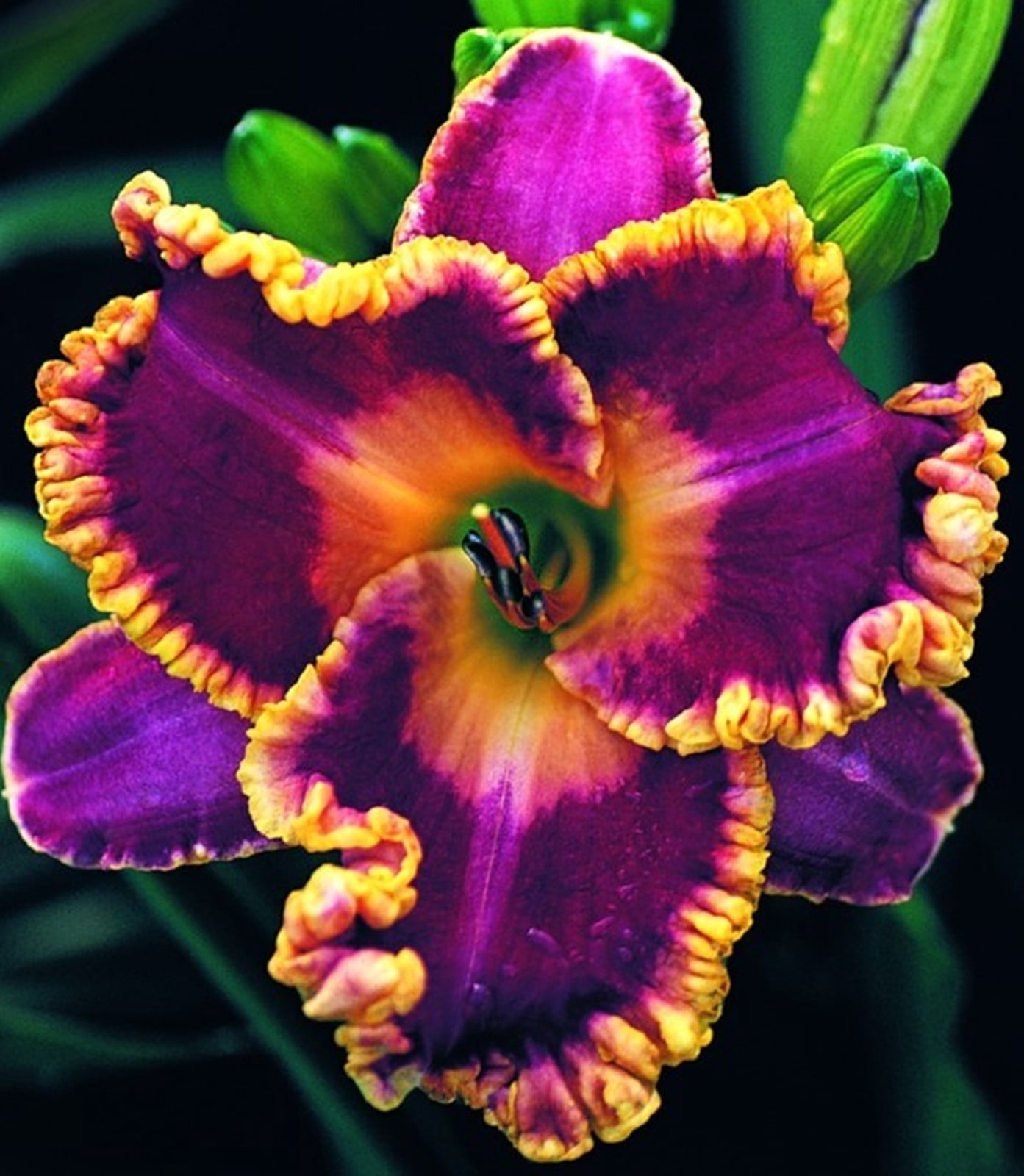 WILD DAY LILY BULBS(ROOT SYSTEM) (HEMEROCALLIS FULVA) Easy to Plant Daylily Plant Divisions