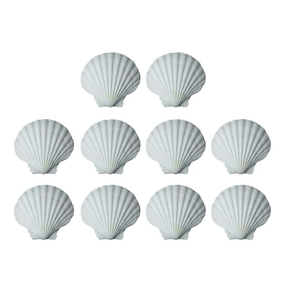 WINDLAND 10pcs Handicraft White Seashells For Painting And Decoration Seashells Pack