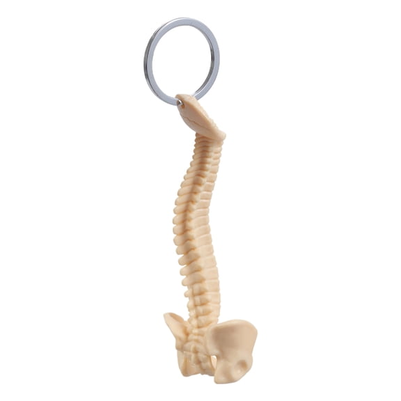 WINDLAND Handcrafted Human Vertebrae Model Keychain Educational Tool Spine Key Accessory