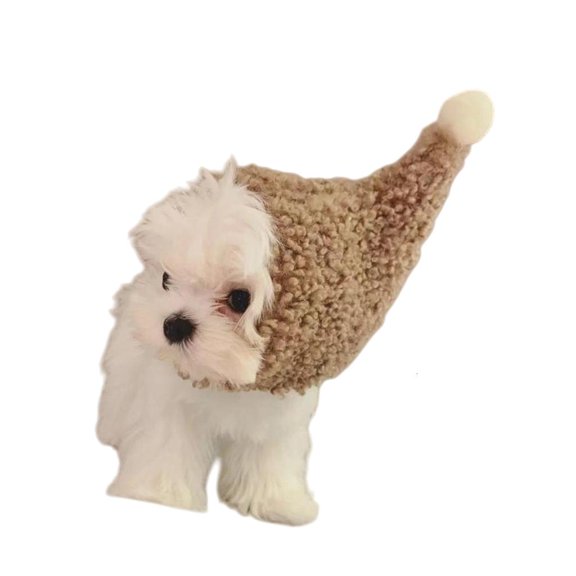 WINDLAND Soft Winter Pet Fleece Hat For Small Dogs and Cats Headwear Perfect For Christmas And Holiday Festivities Gift