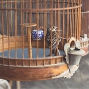 WINOMO Bird Cage Liners Paper Blue 10 Sheets 11.02X9.06X0.04In
