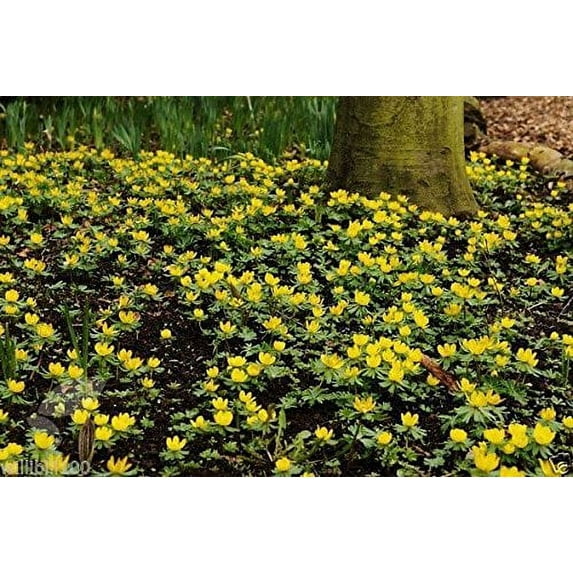 WINTER ACONITE BULBS, ERANTHIS HYEMALIS,Butter-cup like flowers,Low Growing !(100 BULBS)