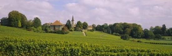 WIne country with buildings in the background Village near Geneva Switzerland Canvas Art - Panoramic Images (36 x 12)