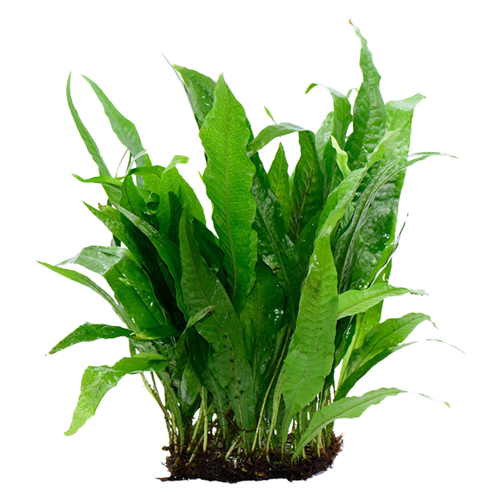 WMENJIAZIHAN Artificial plants Clearance Tank Living Water Water And