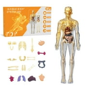 WOCACHI 3D Human Body Anatomy Model(Half&Fully Transparent) for Kids 8-12, Skeleton Model Kids, Children Plastic DIY Skeleton Toy, Skeleton Model Kids, Educational Science Kit, Removable Parts