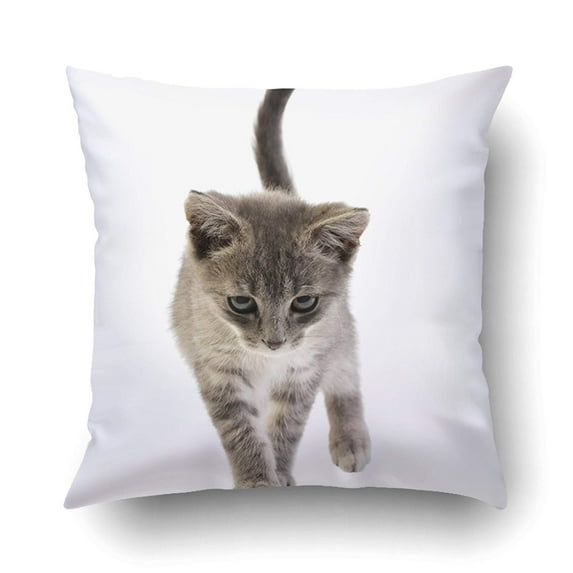 WOPOP An Adorable Domestic Kitten Walking On White Background Cushion Covers Pillowcases 18x18 inches
