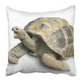 thumbnail image 1 of WOPOP Turtle Animal Portrait of Beautiful Giant Tortoise Looking Funny and Cheerful White Galapagos Big Pillowcase 20x20 inch, 1 of 1