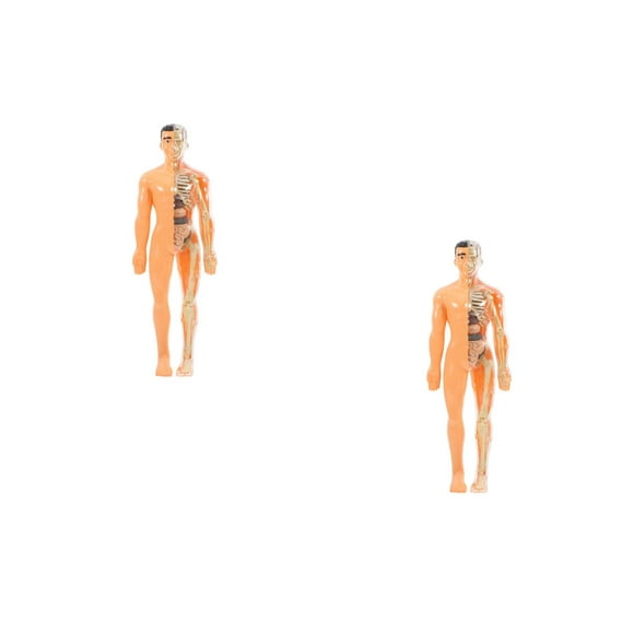 WORGEOUS 2 Sets Translucency 3D Human Body Anatomy Puzzle for DIY Removable Organs Bones and Skeletal Structure Cognitive Learning Toy
