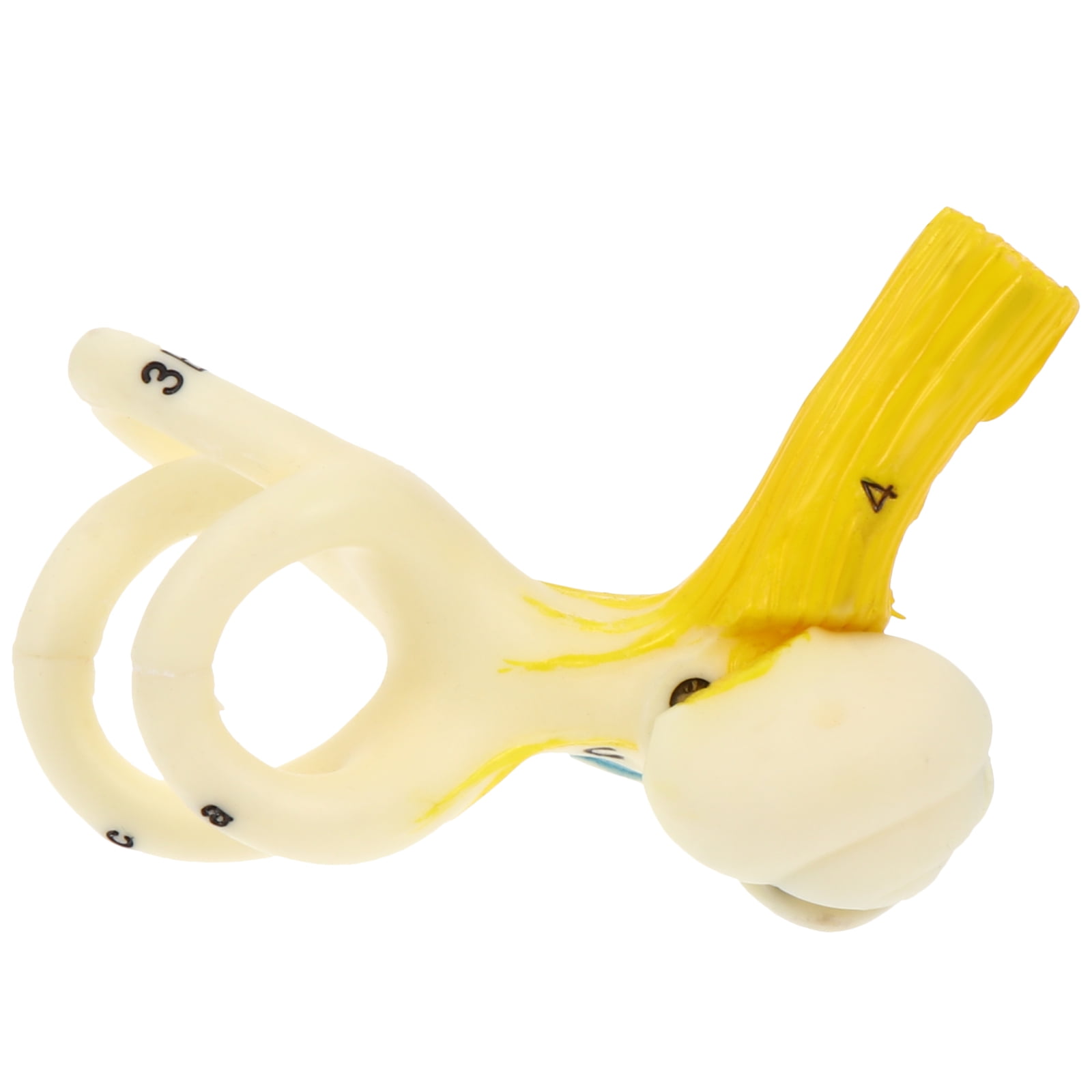 GOOHOCHY 1Pack Plastic Pvc Ear Canal Structure Anatomy Model Suitable ...