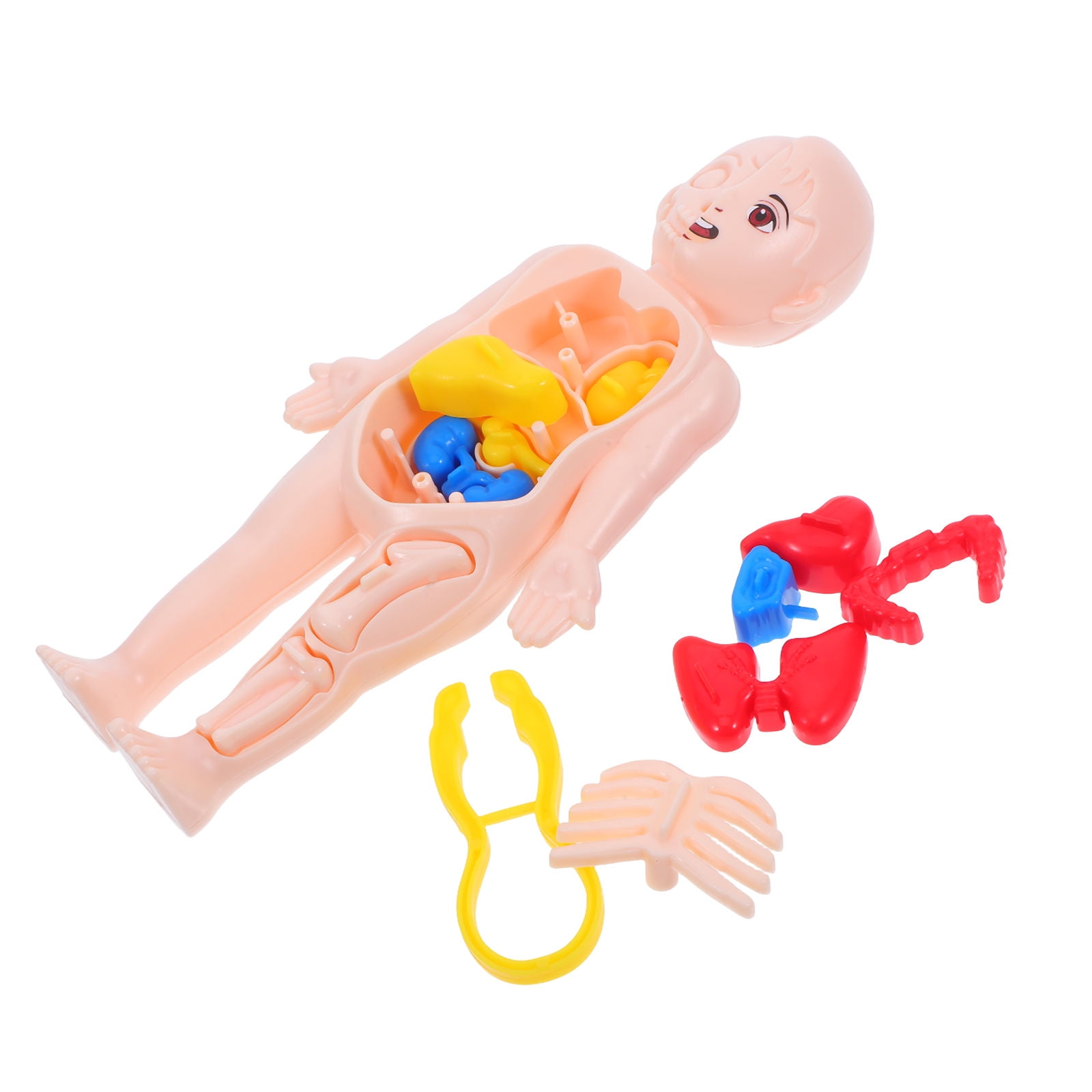 WORGEOUS Kids Anatomy Toys Human Body Model with Detachable Organs Educational Tool for Early Learning for Home Education and Classroom Science