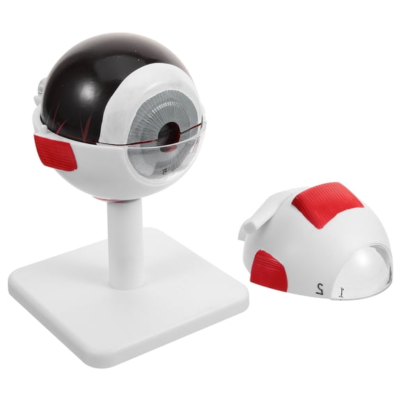 WRISTBIQUE Realistic Eye Anatomy Model PVC for Medical Research and Teaching White 3x Magnification Compact Size