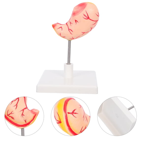 WRISTBIQUE Realistic PVC Stomach Anatomy Model for Lab Use High Precision Stomach Training Tool 15.5 Inch