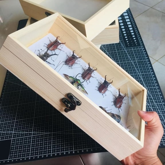 WRISTBIQUE Wooden Butterfly Specimen Display Case, Insect Collection Shadow Box with Clear Cover, Assorted