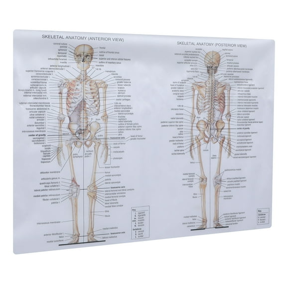 WRITWAA Science Anatomy Poster Muscle Structure Chart for Beginners Educational Wall Art