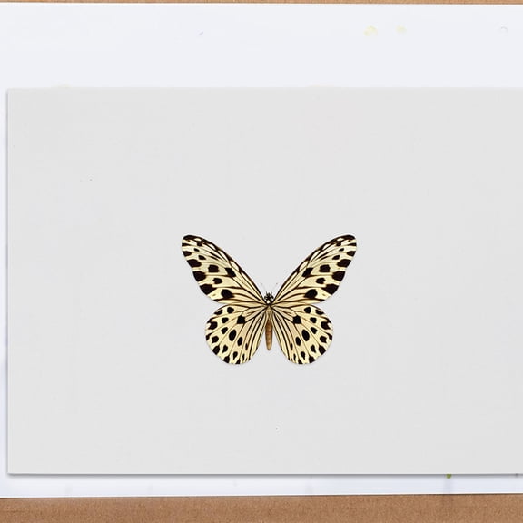 WRITWAA Insect Specimen Tools Kit with White Display Board for Entomology Collection and Specimen Mounting