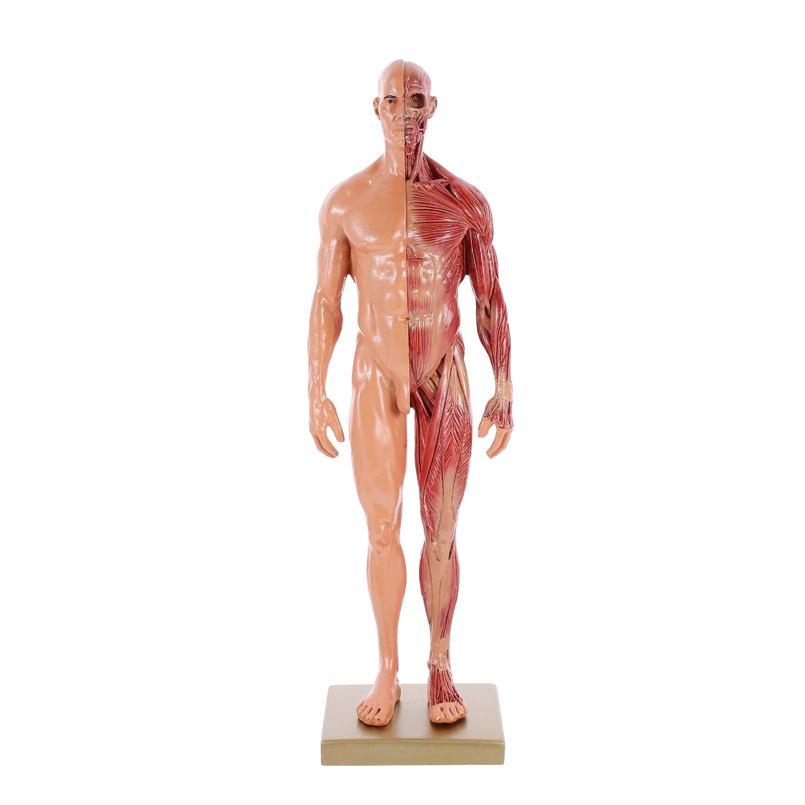 WSTEER Body Anatomical Model Anatomy Teaching Tool Body Anatomy Model ...