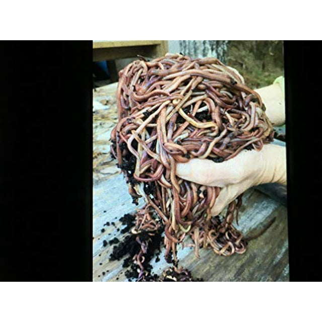 WWJD Worms 2 pounds Red Wiggler Composting