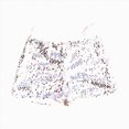 thumbnail image 1 of WXFAZCVU Girls Sequins Shorts Trendy Summer Clothes Hot Pants for Party Dance Daily Wear Size 5-7 Years, 1 of 4