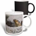thumbnail image 1 of 3drose, Wa, Mount Rainier Np, American Pika Wildlife - Us48 Jwi2089 - Jamie and Judy Wild, 11oz Magic Transforming Mug, 1 of 7