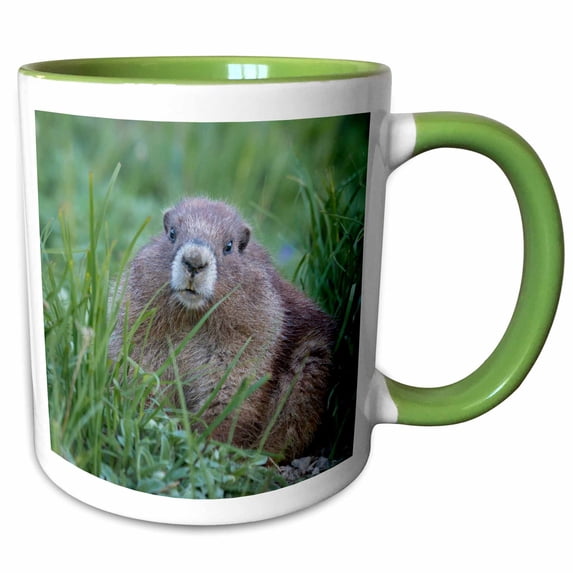 3drose, Wa. Olympic Marmot, Juvenile Near Hurricane Ridge, Olympic Np., 15oz Two-tone Green Mug