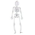 thumbnail image 1 of Wadada Posable Halloween Skeleton,Full Body Skeleton Decoration Movable Posable Joints Mini Skeletons, Scary Plastic Skeleton Halloween Skull Decor for Yard Garden Lawn Haunted House Graveyard Props, 1 of 5