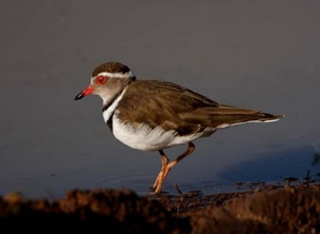 Wading Threebanded Plover South Africa Canvas Art - Maresa Pryor DanitaDelimont (24 x 18)