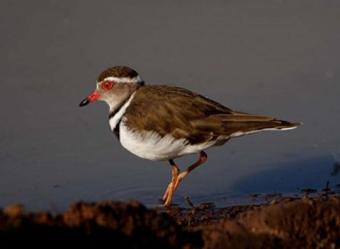 Wading Threebanded Plover South Africa Canvas Art - Maresa Pryor DanitaDelimont (35 x 26)