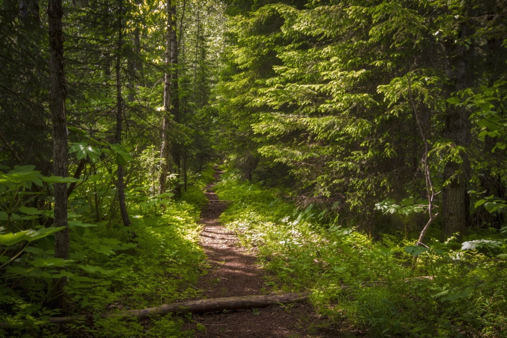 The Wagon and Goat Trail near Valdez follows a mild grade through the forest at the base of the mountains Alaska United States of America Canvas Art - Zachary Sheldon Design Pics (19 x 12)