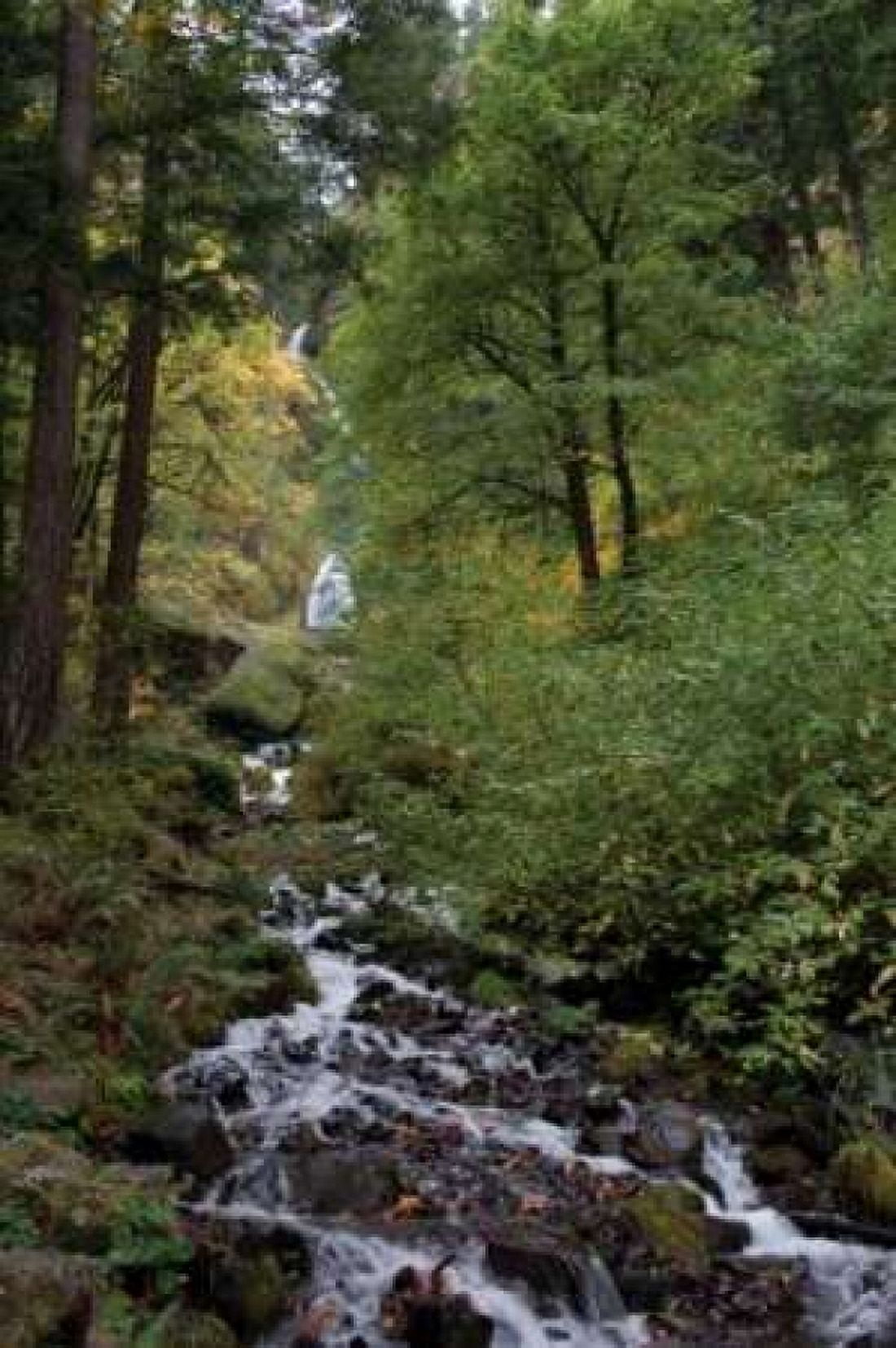 Wahkeena Falls III Canvas Art - Erin Berzel (20 x 28)