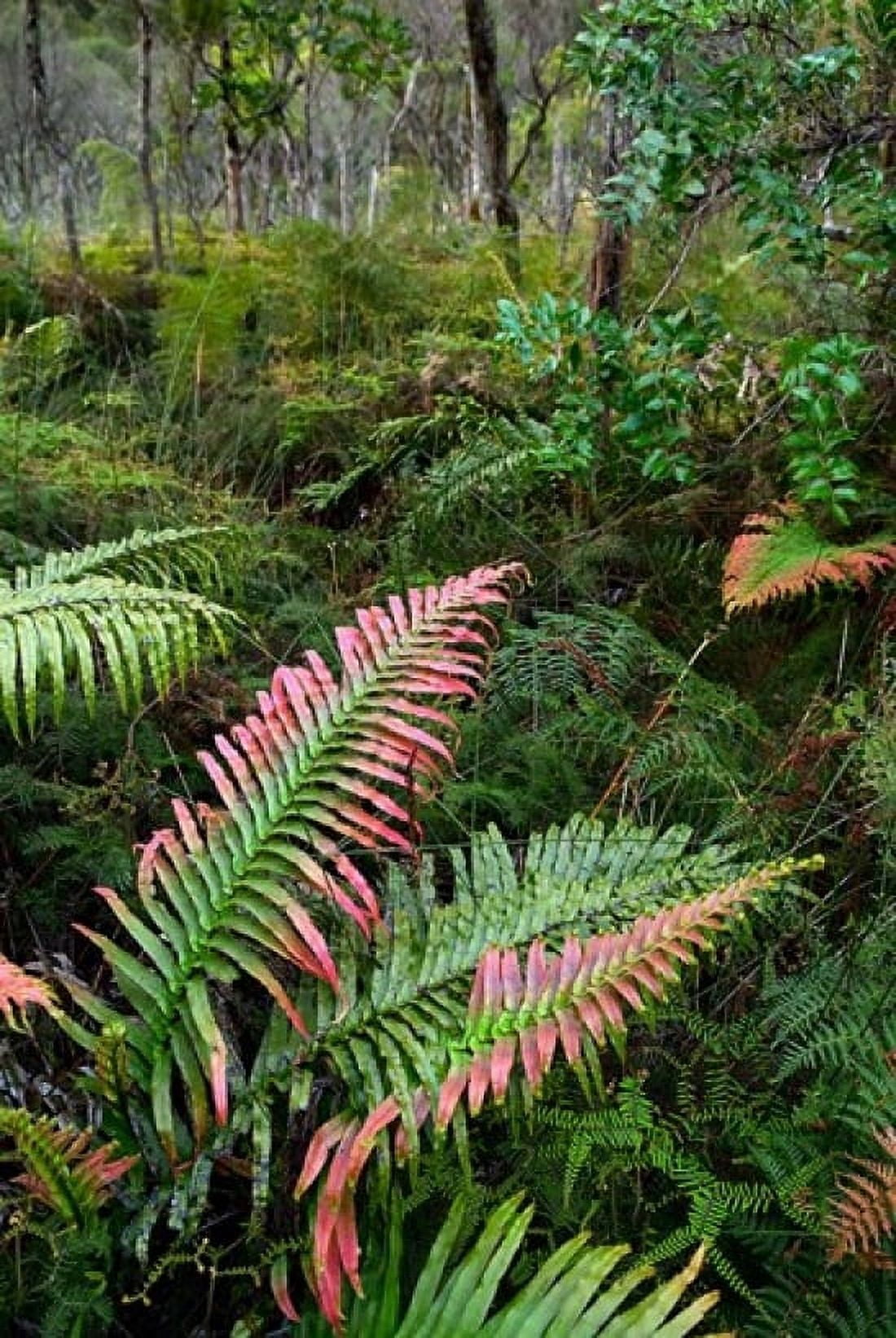 Waipoua Forest North Island New Zealand Canvas Art - David Noyes DanitaDelimont (18 x 26)