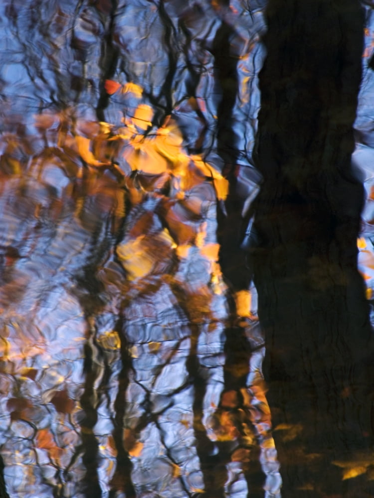 Waka Massachusetts Seekonk Caratunk Wildlife Refuge Tree Reflections On Water Canvas Art - Joanne Baldaia Design Pics (12 x 16)