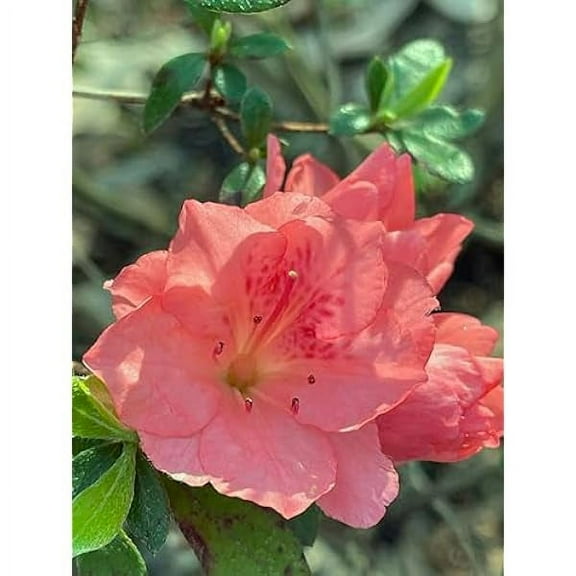 Wakaebisu Azalea (Rhododendron 'Wakaebisu')