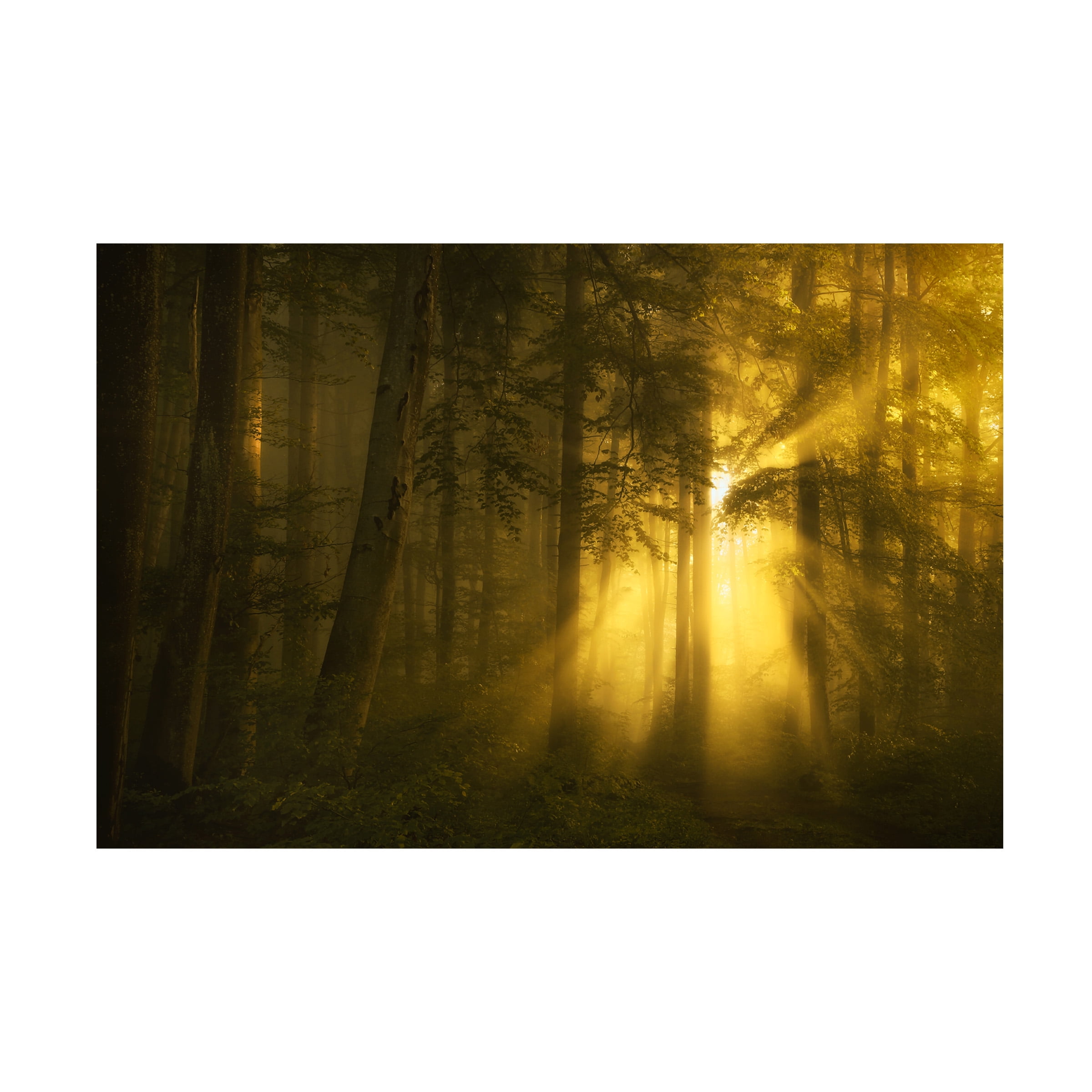 Norbert Maier 'Yellow' Canvas Art